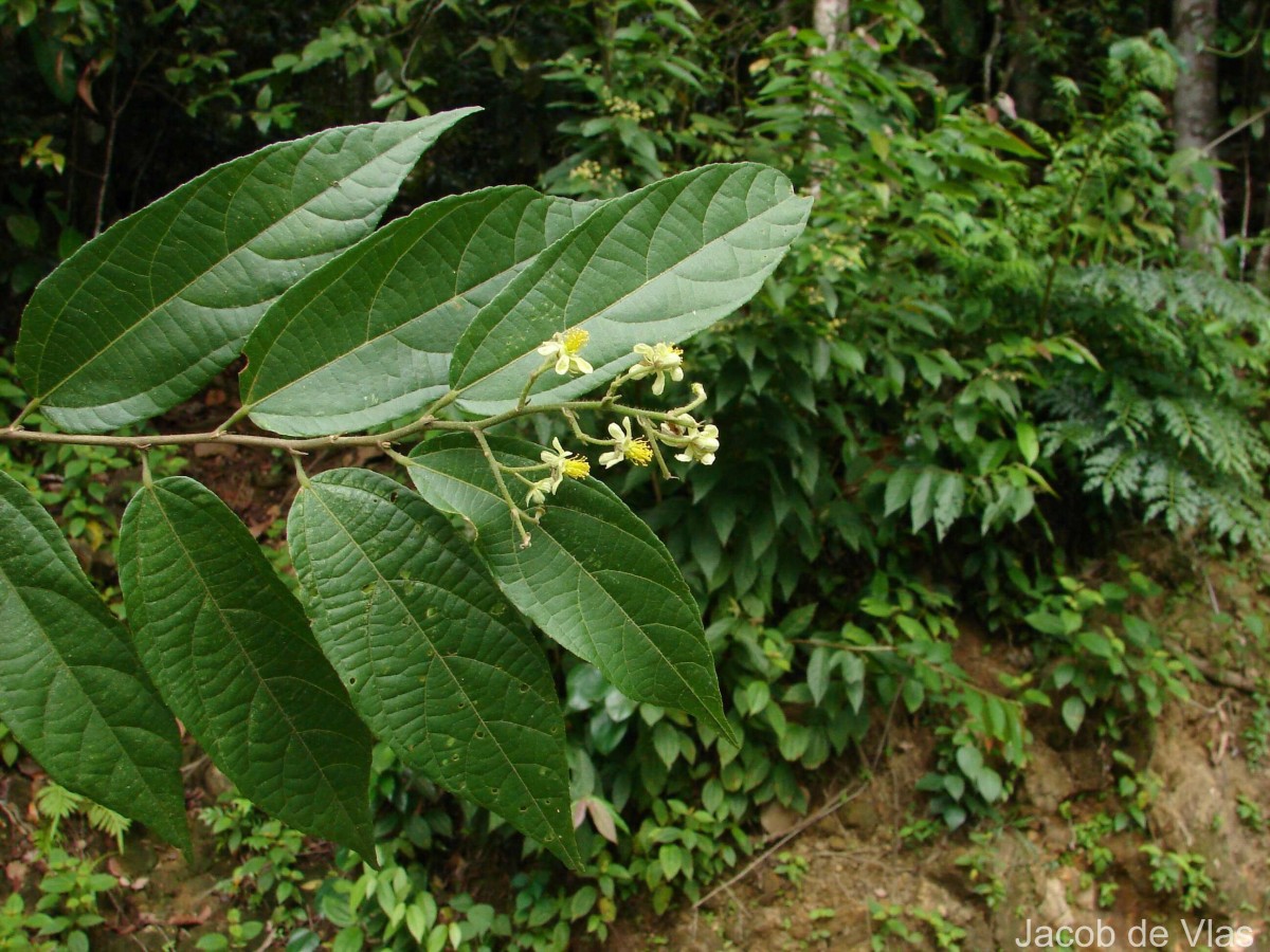 Microcos paniculata L.